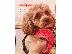 PoulaTo: Κουτάβια Maltipoo